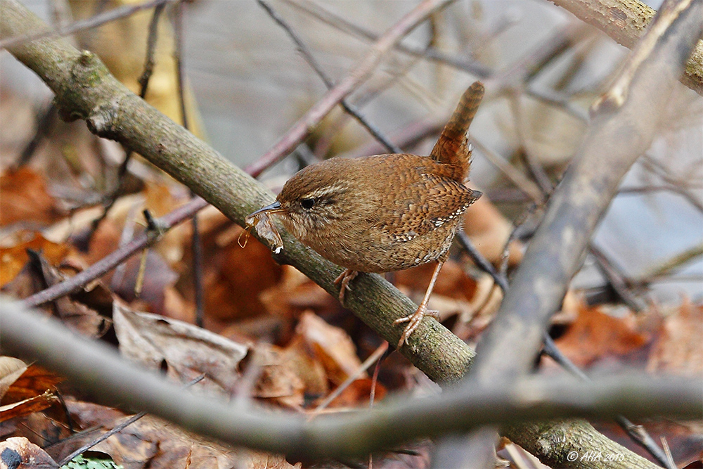 Troglodytes troglodytes