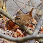 Troglodytes troglodytes