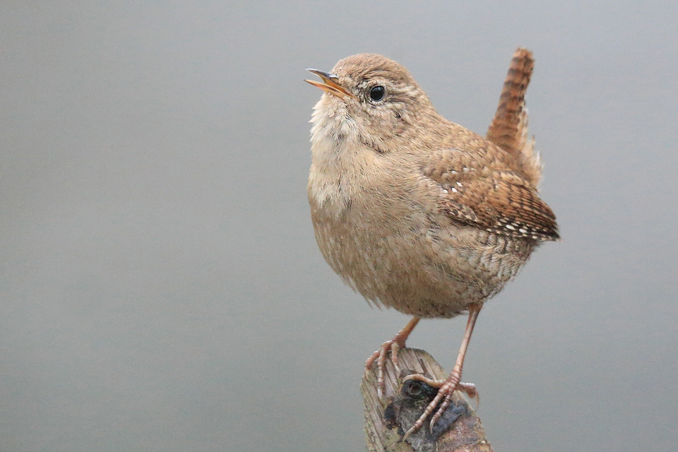 Troglodytes troglodytes beim Singen