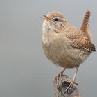 Troglodytes troglodytes beim Singen