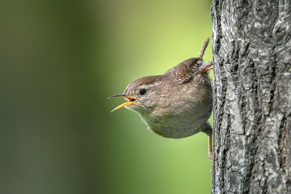 Troglodytes troglodytes