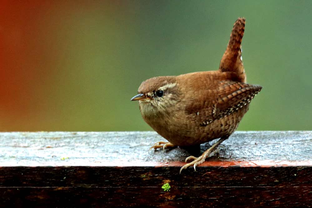 Troglodytes troglodytes