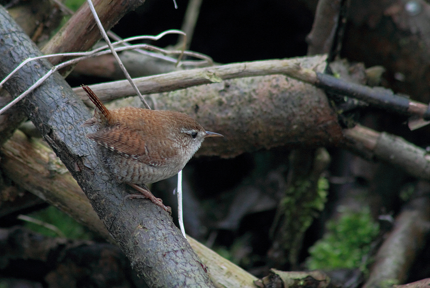 Troglodytes troglodytes