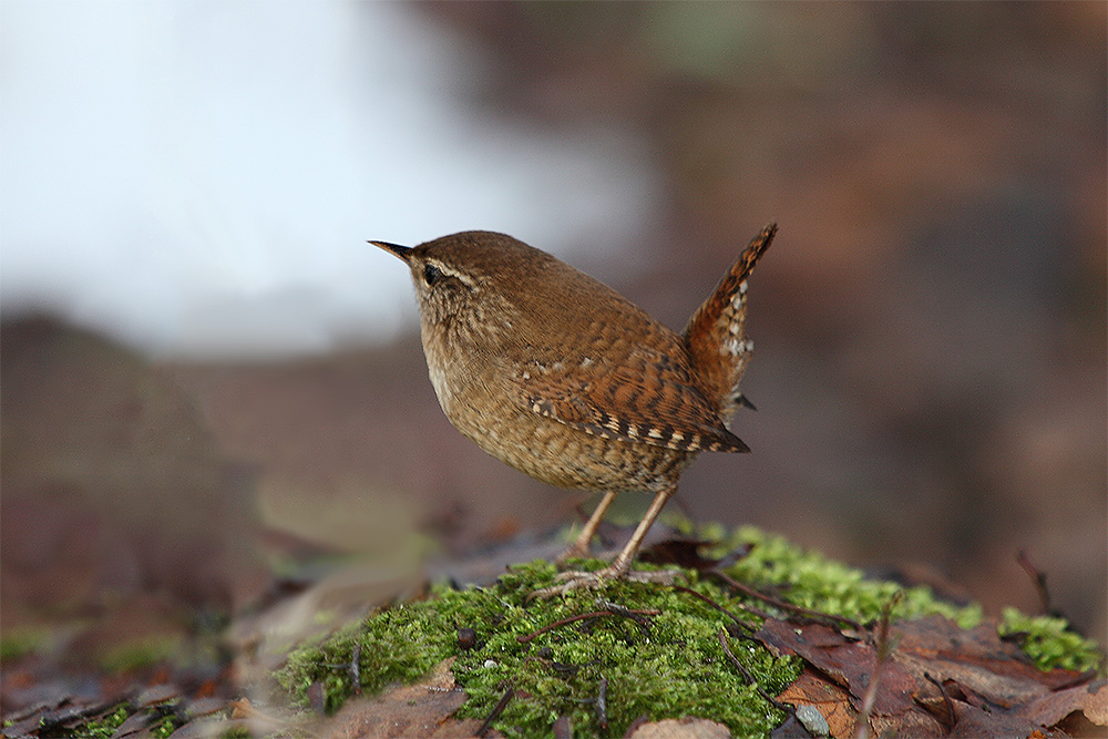 Troglodytes troglodytes