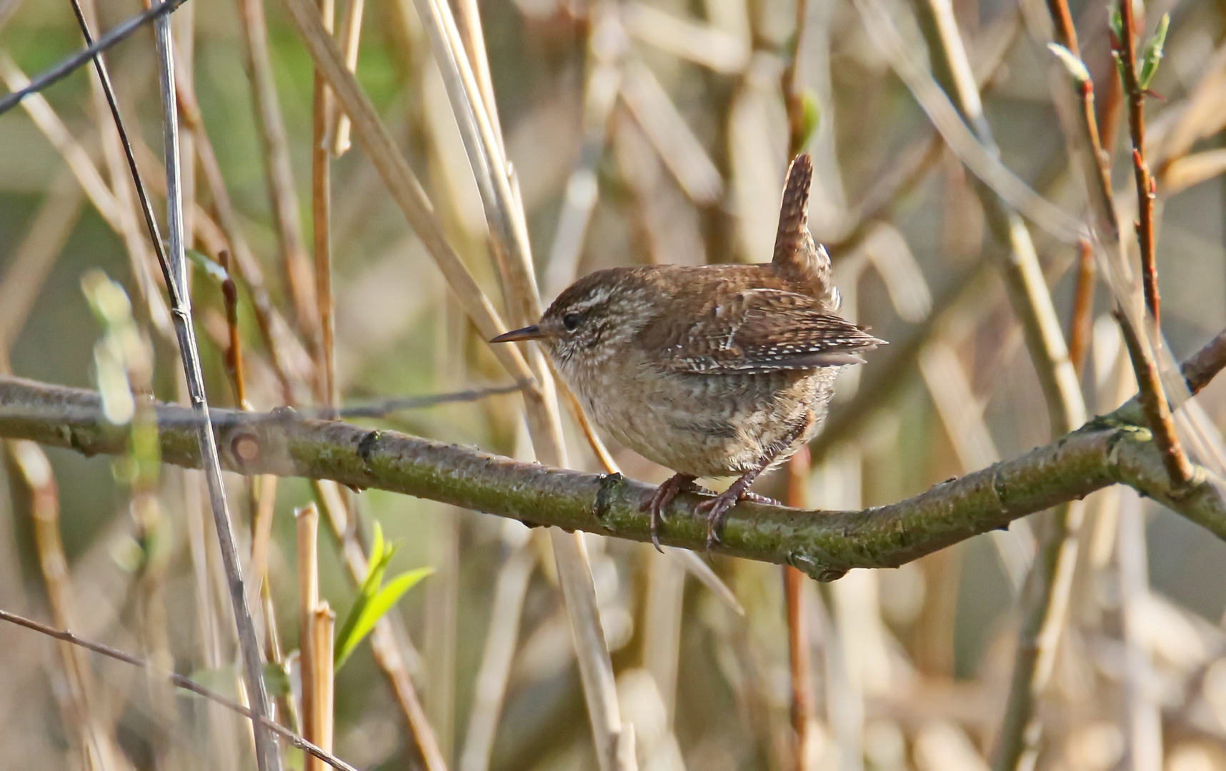 Troglodytes troglodytes