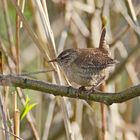 Troglodytes troglodytes