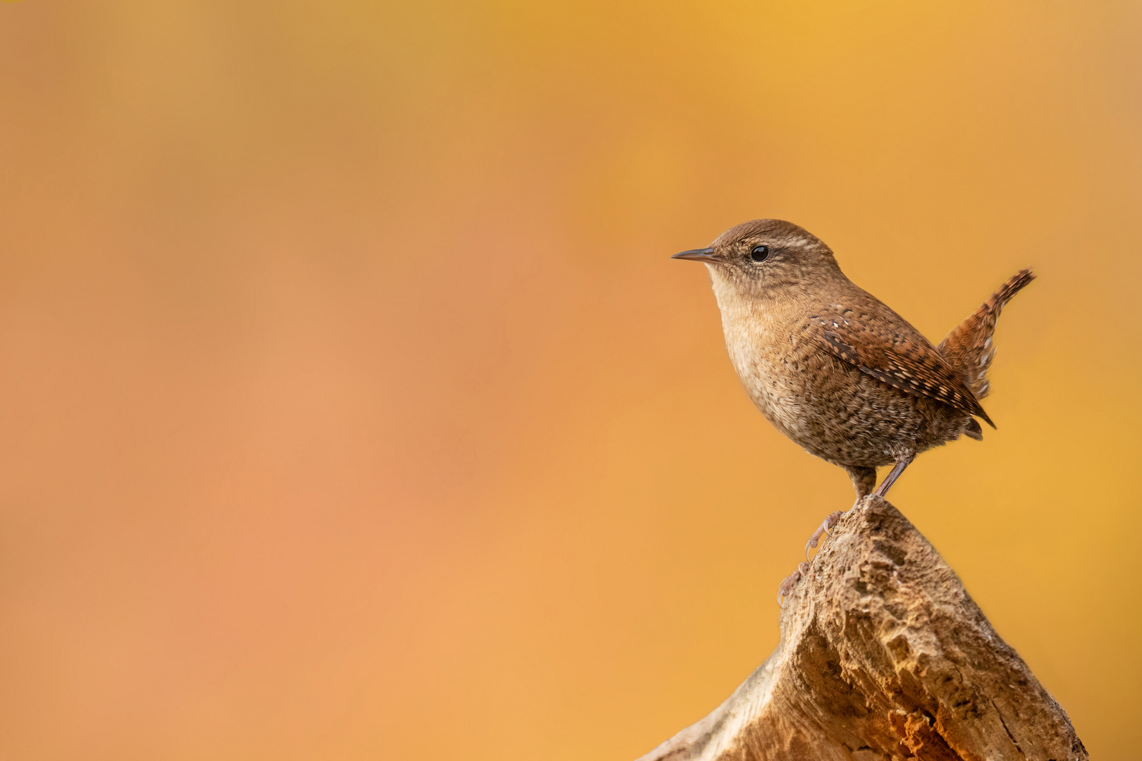 Troglodytes troglodytes -  Zaunkönig 