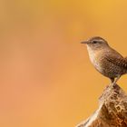 Troglodytes troglodytes -  Zaunkönig 