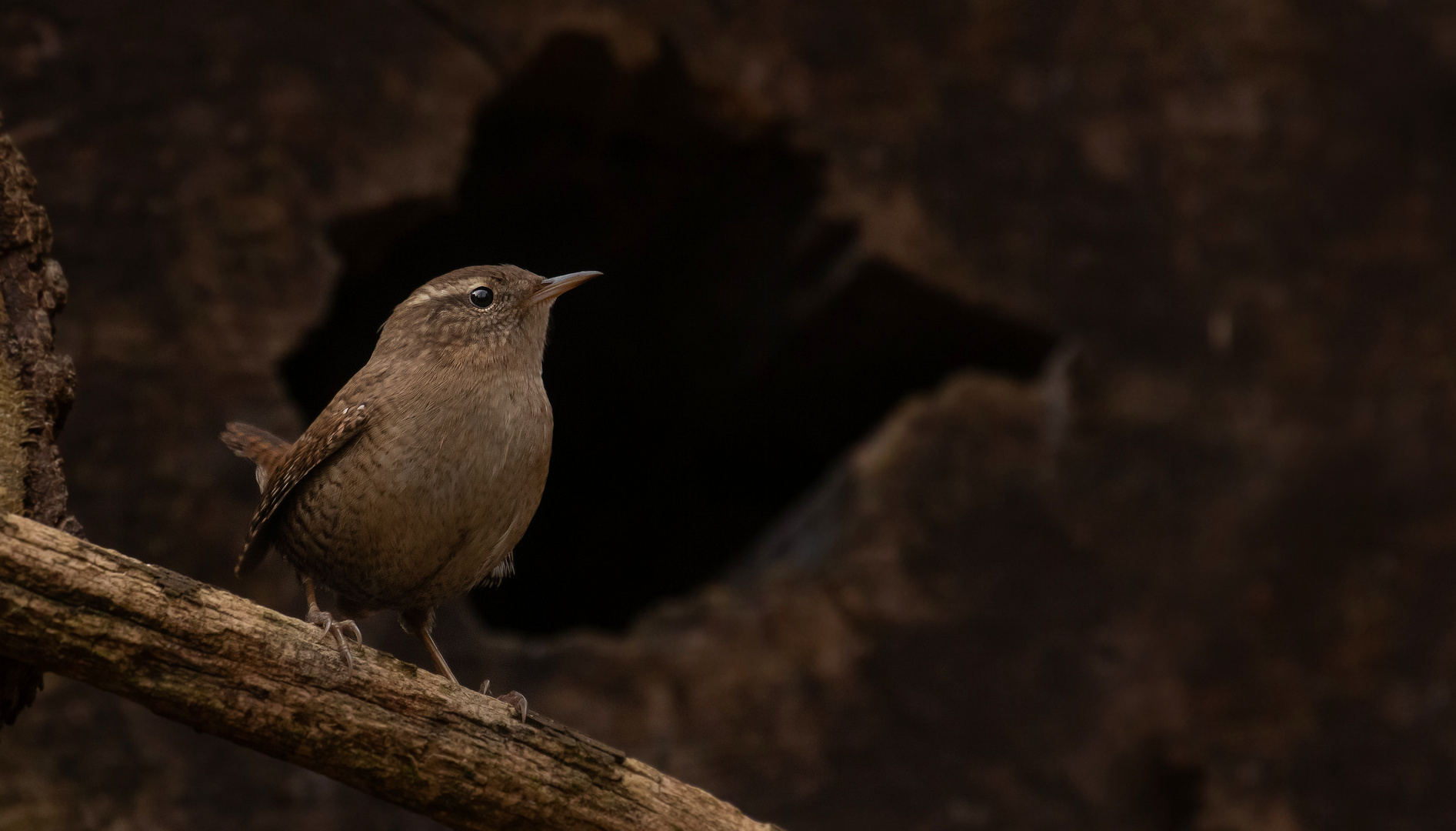 Troglodytes troglodytes -  Zaunkönig 