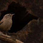 Troglodytes troglodytes -  Zaunkönig 