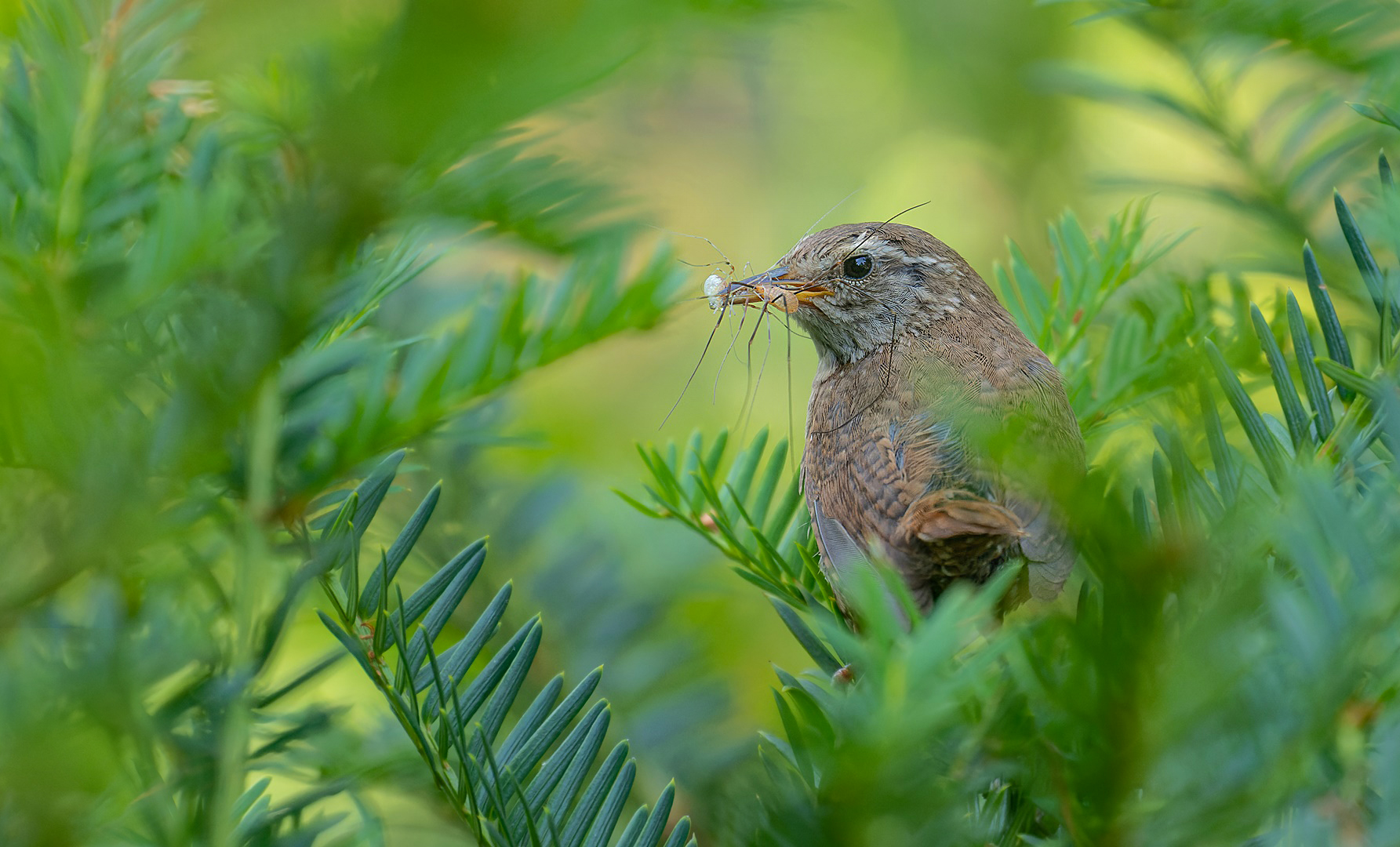 Troglodytes troglodytes - Zaunkönig mit Beute 