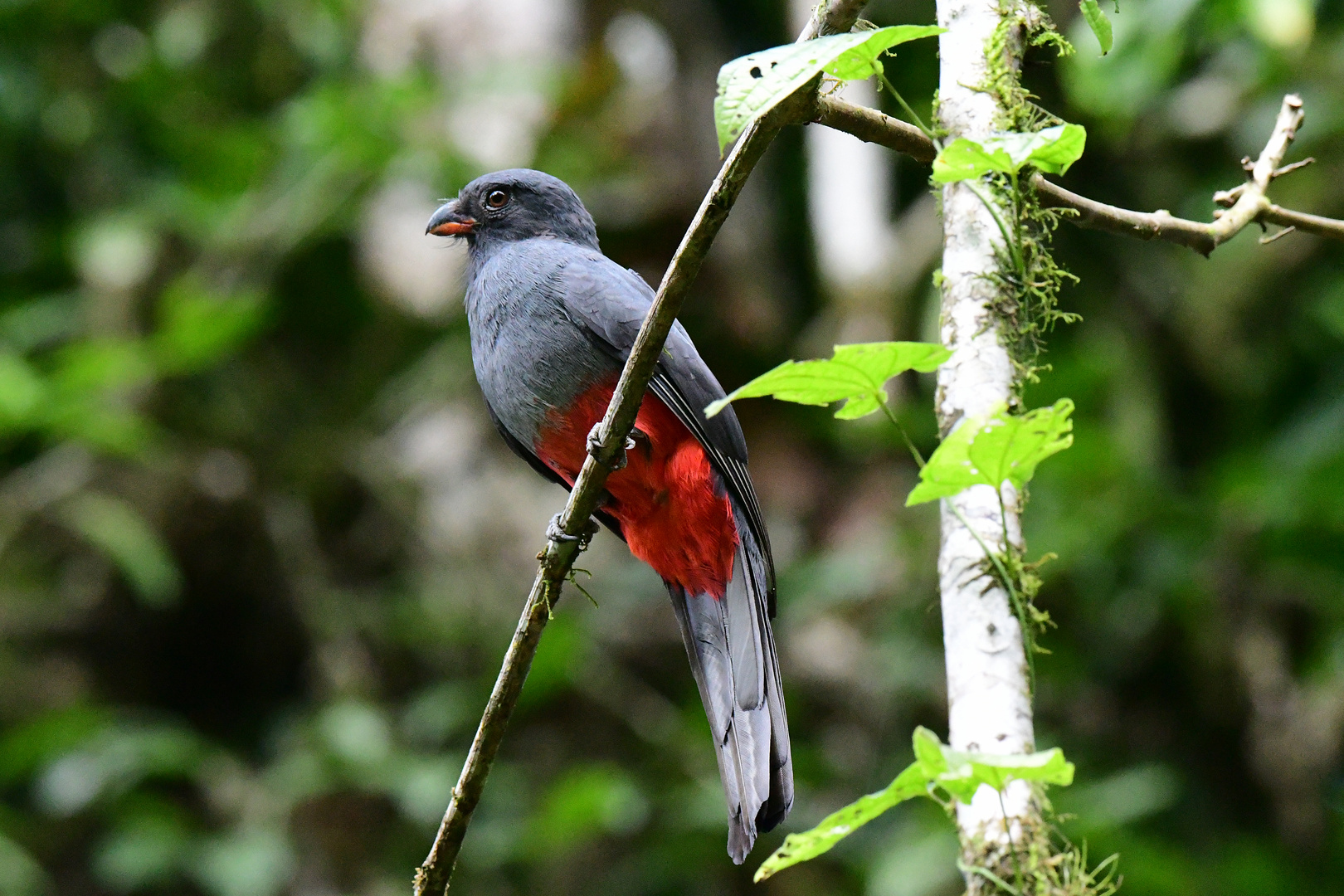 Trogon