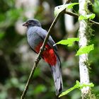 Trogon