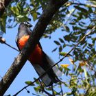 Trogon