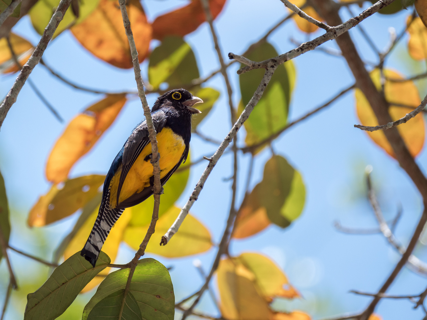 Trogon caligatus