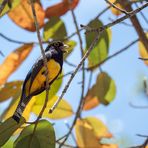 Trogon caligatus