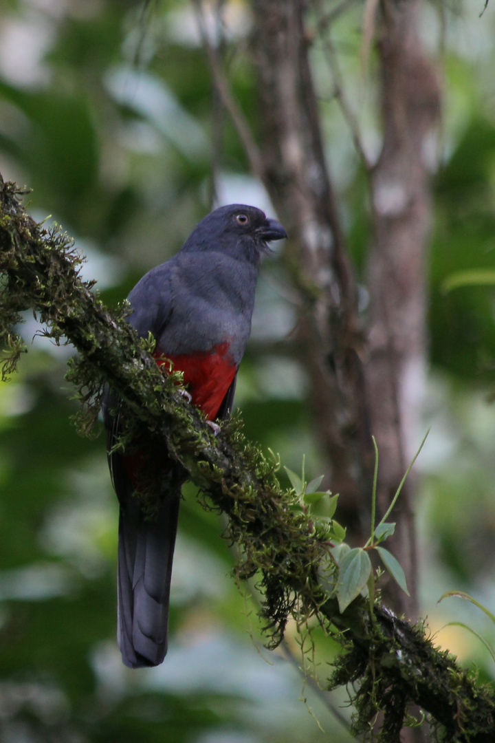 Trogon