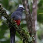 Trogon