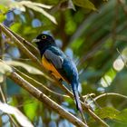 Trogon