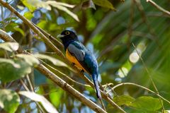 Trogon