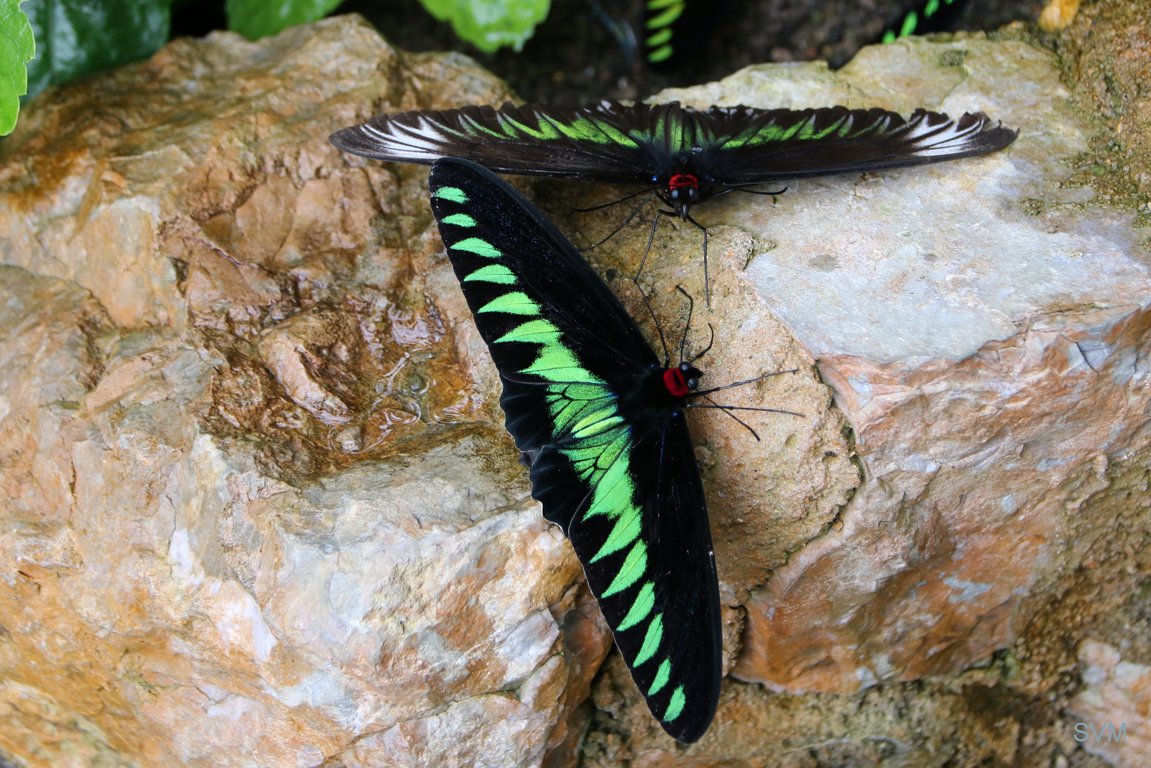 Trogonoptera brookiana albescens