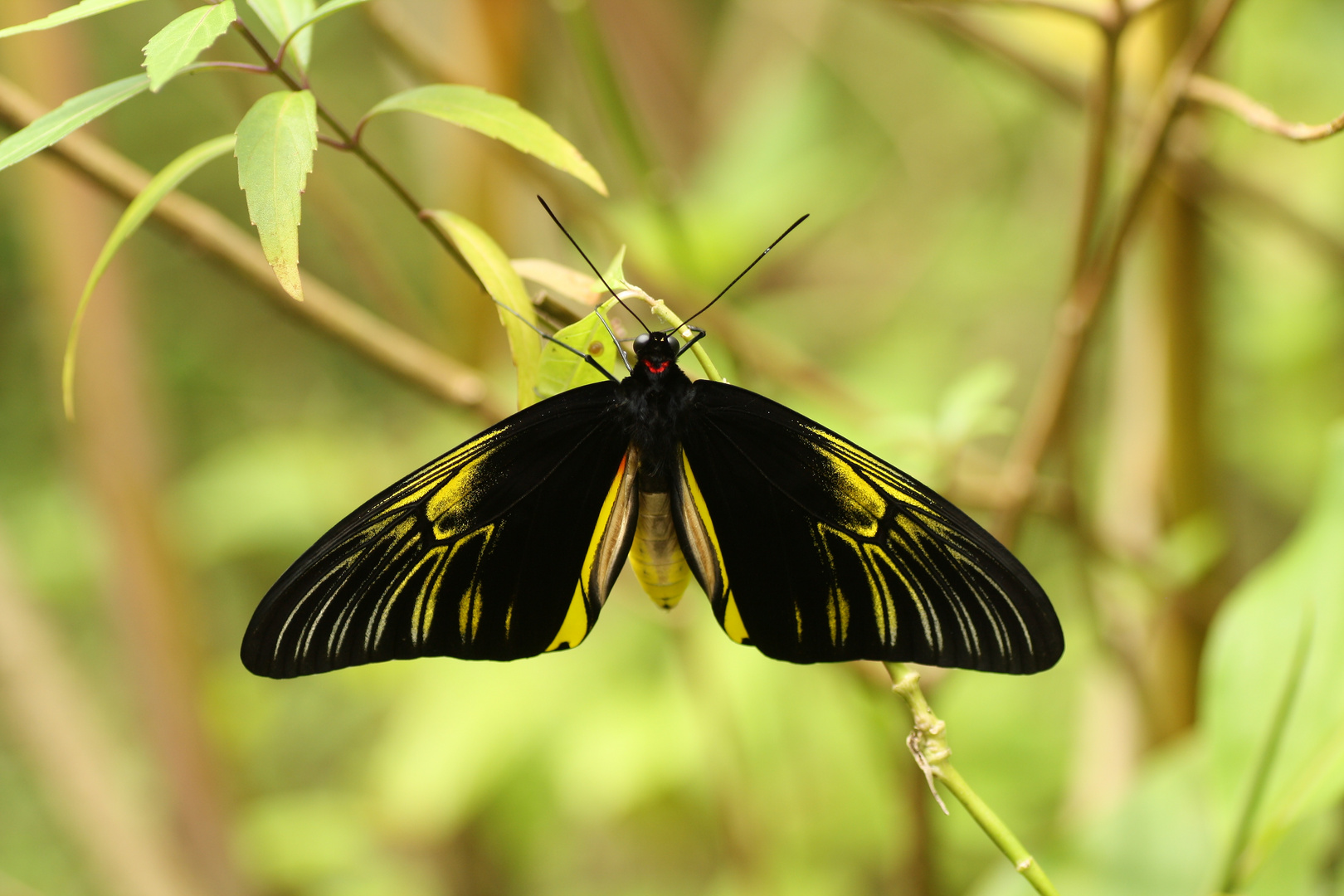 Troides amphrysus