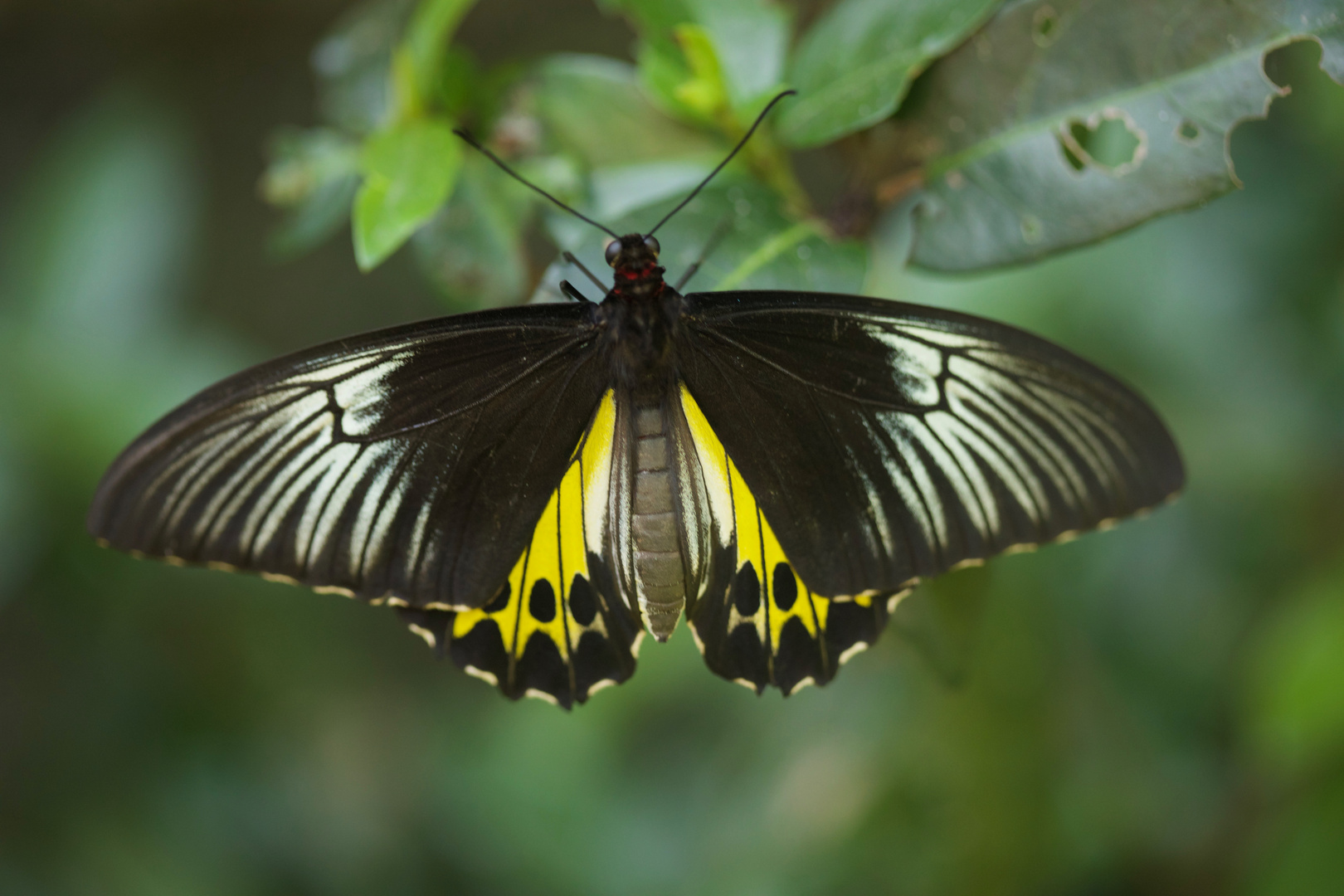 Troides Helena