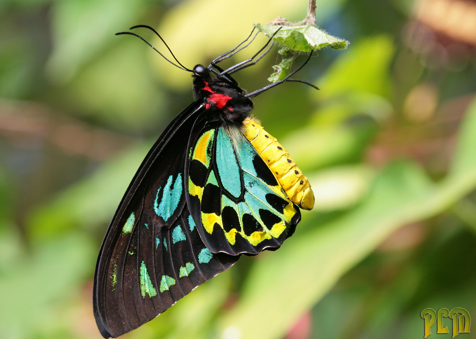 Troides rhadamantus