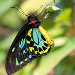 Troides rhadamantus