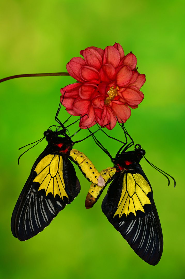 Troides rhadamantus Duo