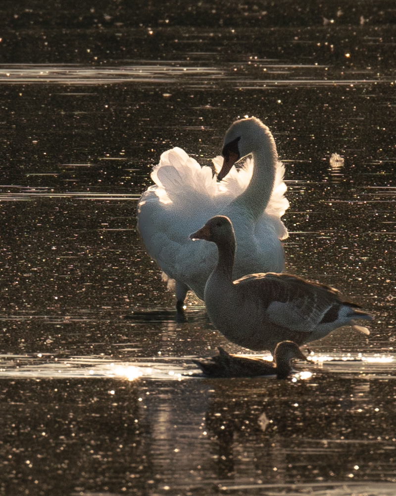 Troika Foto & Bild tiere, wildlife, wild lebende vögel Bilder auf