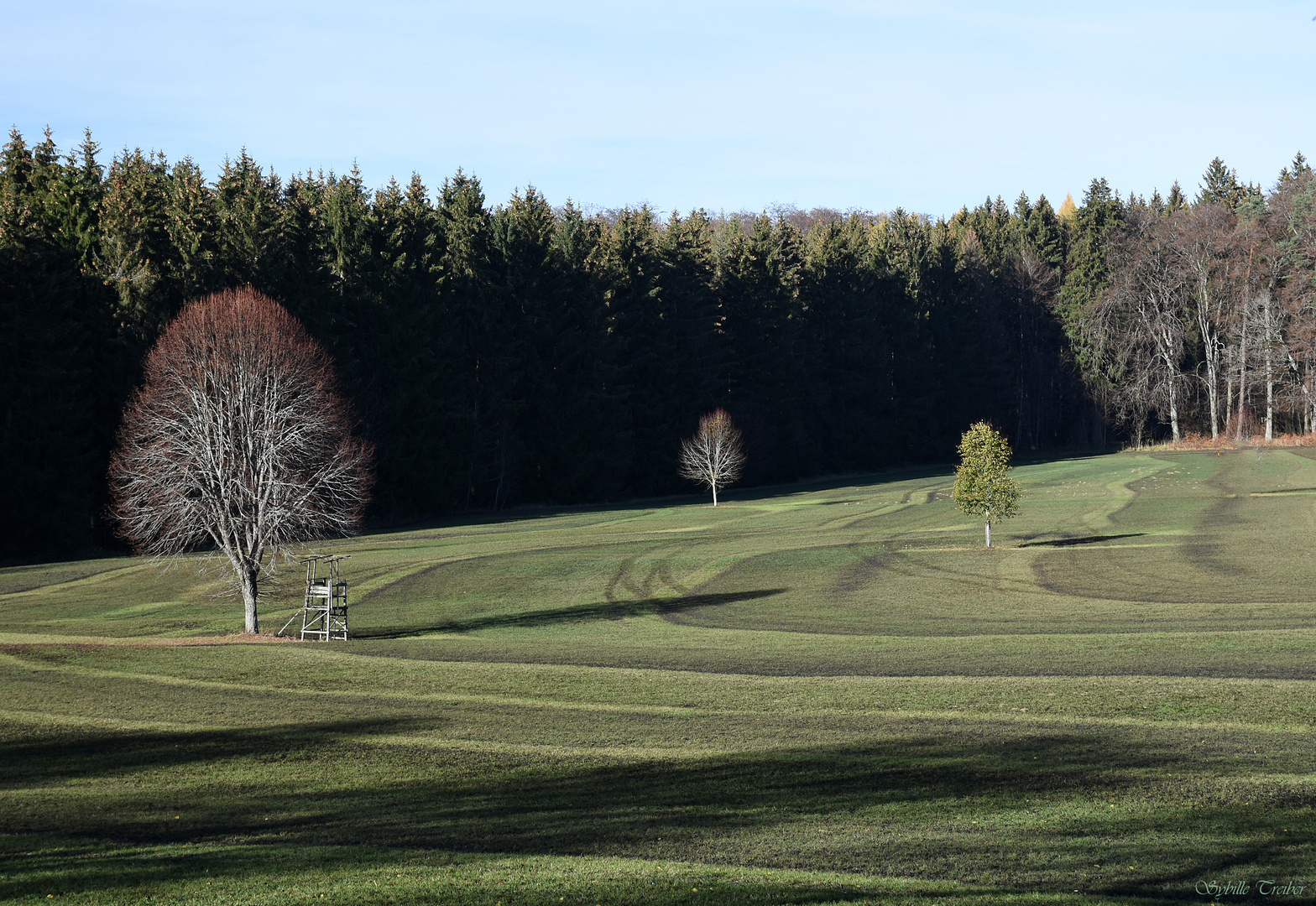 Trois arbres 