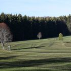 Trois arbres 