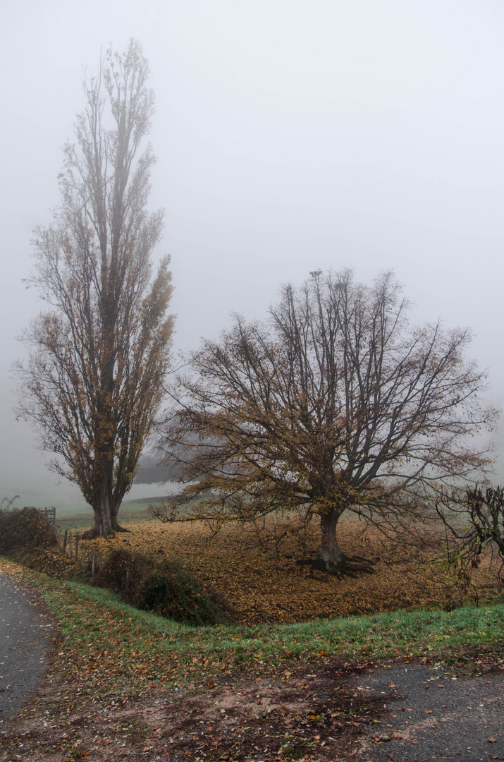 trois arbres dans la brume