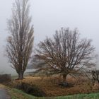 trois arbres dans la brume