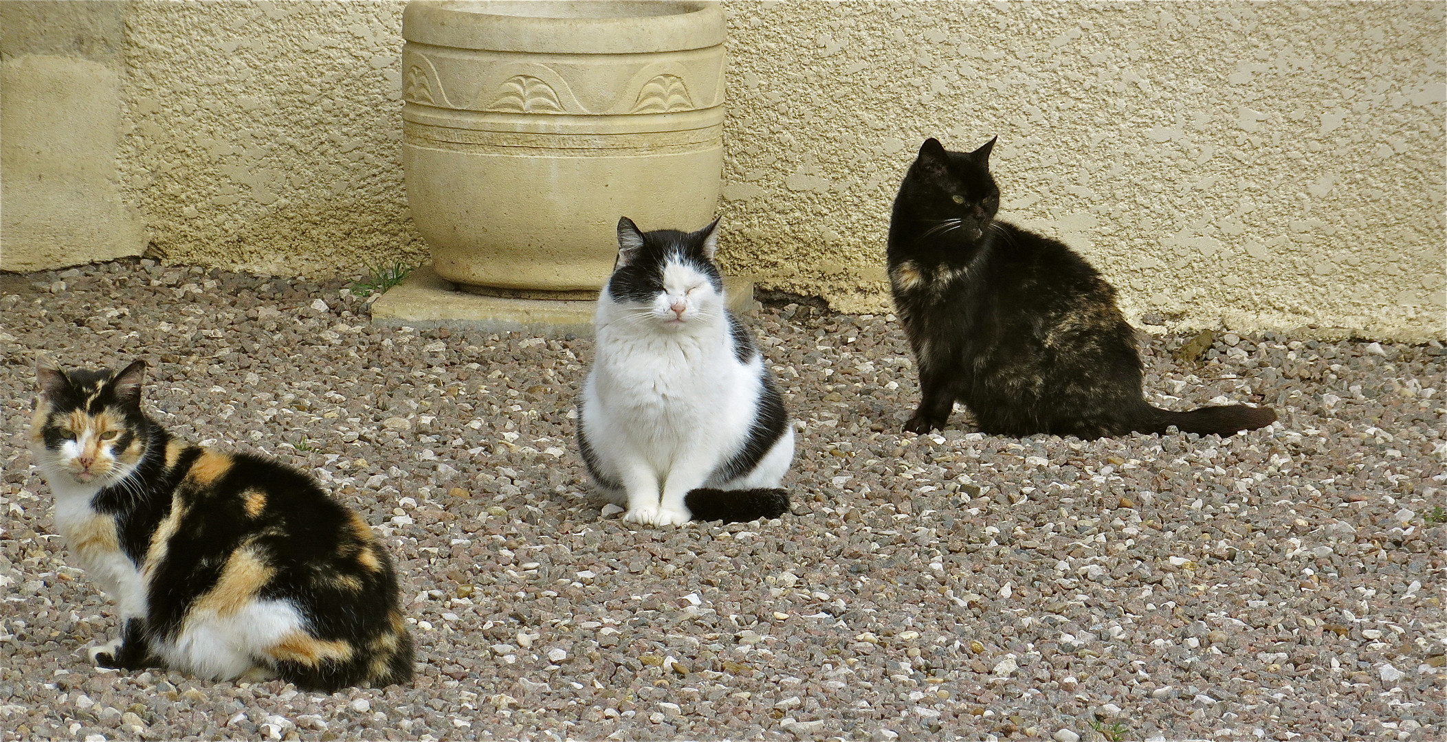 ... trois beautés !!!...