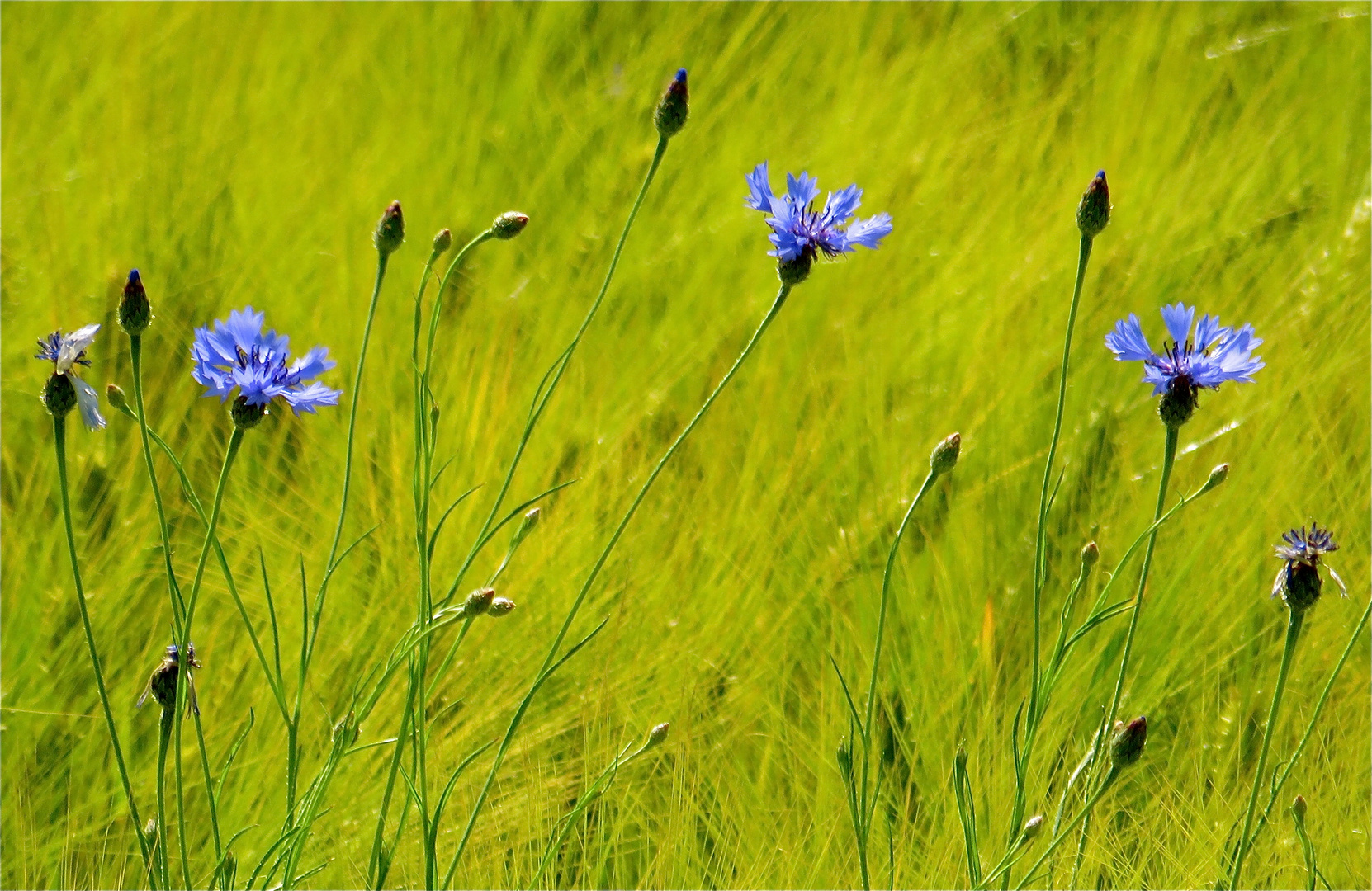 ... trois bleuets !!!...