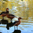 Trois canards 