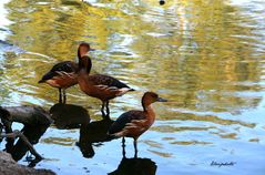 Trois canards 