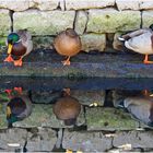 Trois canards, trois reflets!