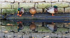 Trois canards, trois reflets!