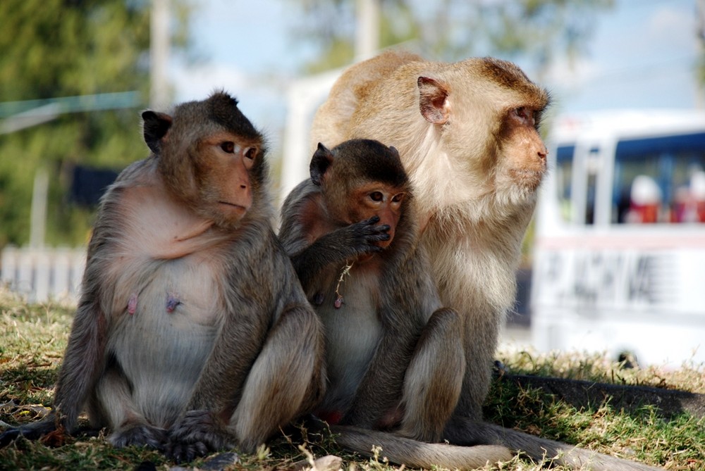 Trois curieux