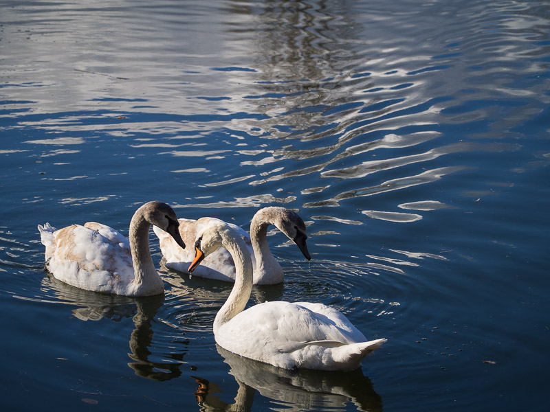 Trois cygnes