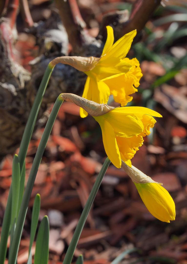 Trois stades d’épanouissement des jonquilles