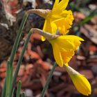 Trois stades d’épanouissement des jonquilles