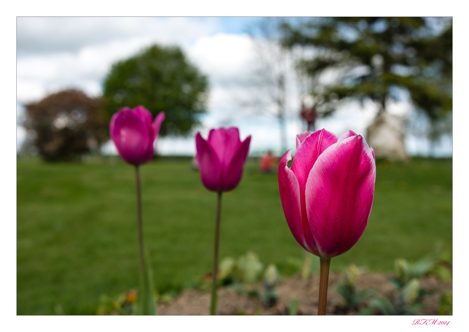 ... trois tulipe rose ...