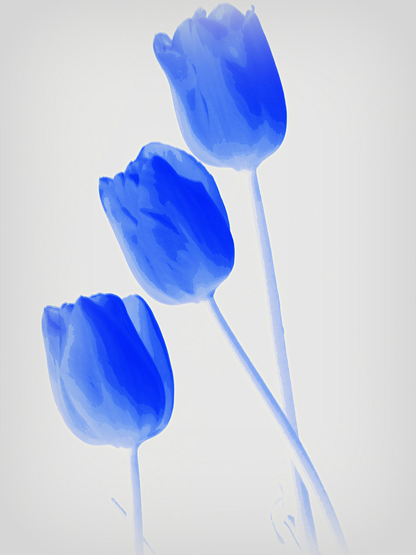 trois tulipes blue