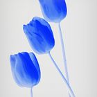 trois tulipes blue