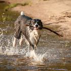 Troja unser kleinster Schlittenhund