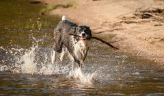 Troja unser kleinster Schlittenhund